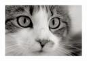 Buffy's Eyes