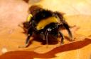 Hummel