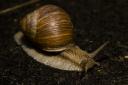 Weinbergschnecke