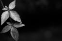 crw_8577-2.jpg