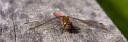 libelle-crw_8221.jpg