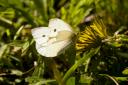 schmetterling.jpg
