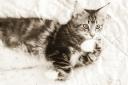 lancelot-crw_0413.jpg