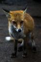 fuchs-crw_9649.jpg