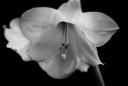 available-light_amaryllis_2008-sw003_neopan_1600-20080110-20080110195657-78.jpg