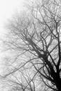 nebelwald_2008-sw005_neopan_1600-20080129-20080129203729.jpg
