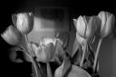 tulpenbild_mit_tulpenbild-crw_6582.jpg