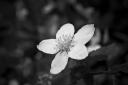 fruhlingsbilder-crw_7840.jpg