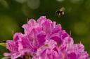 hummel-crw_8401.jpg