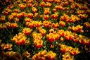tulpen-crw_7978.jpg