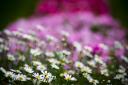 beet-crw_9919.jpg