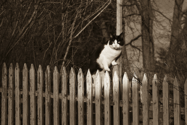 katze_im_letzten_sonnenstrahl-crw_6675.jpg